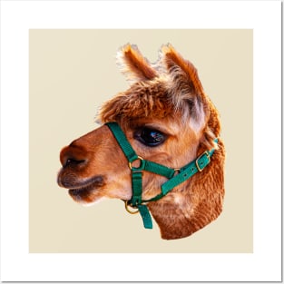 Alpaca Head Posters and Art